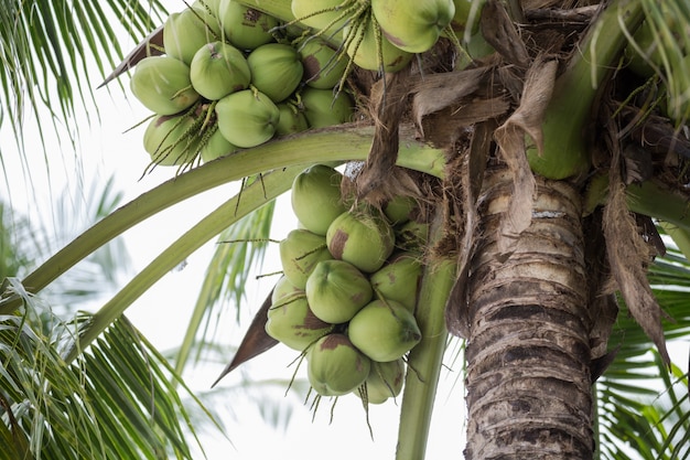 coconut tree, coconut plant