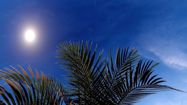 Coconut tree foliage on summer blue sky background 3D rendering