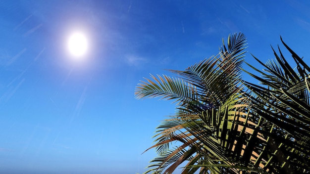 Coconut tree foliage on summer blue sky background 3D rendering