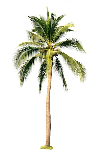 coconut tree isolate on white background