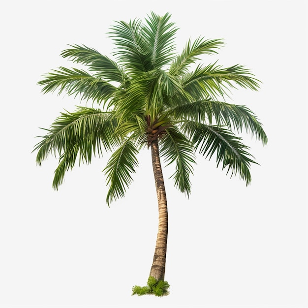 Coconut tree isolated on white background