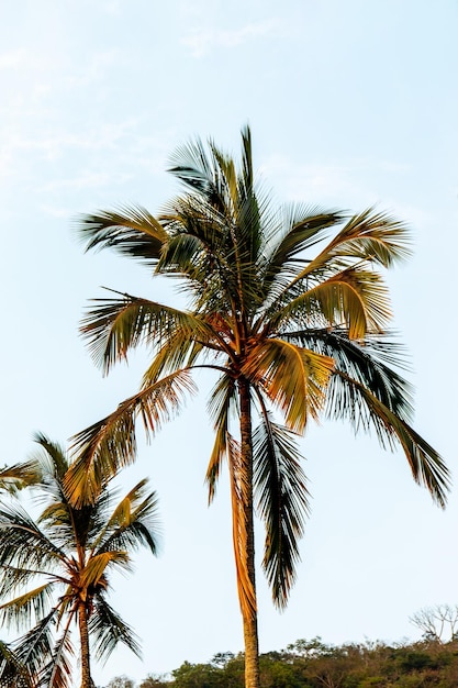 Coconut tree on the red beach of urca in Rio de Janeiro