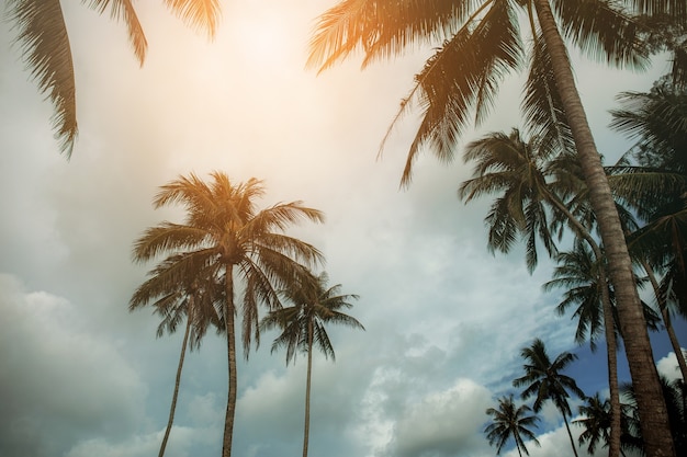 Coconut tree at sky.