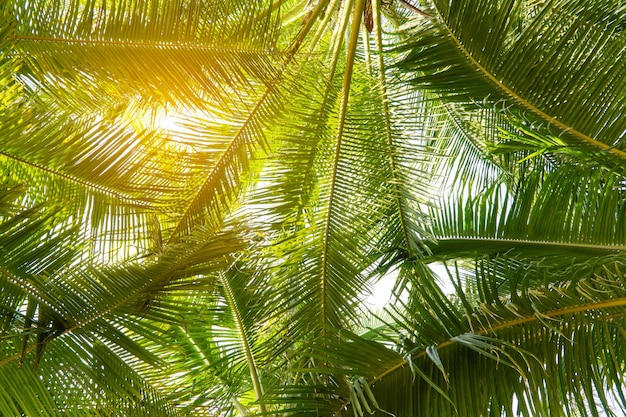 Coconut tree in the sun background