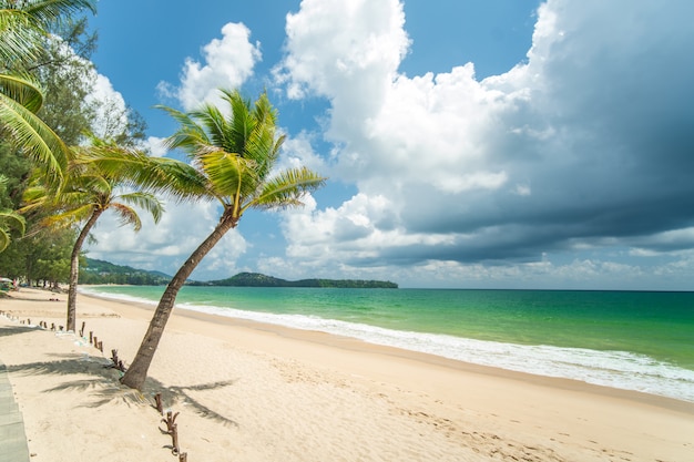 Coconut tree at white sand beach