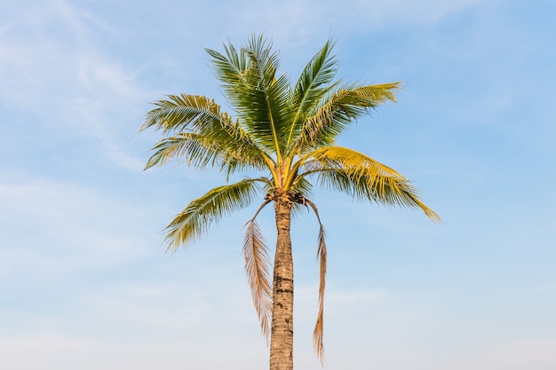 Coconut tree with blue sky background