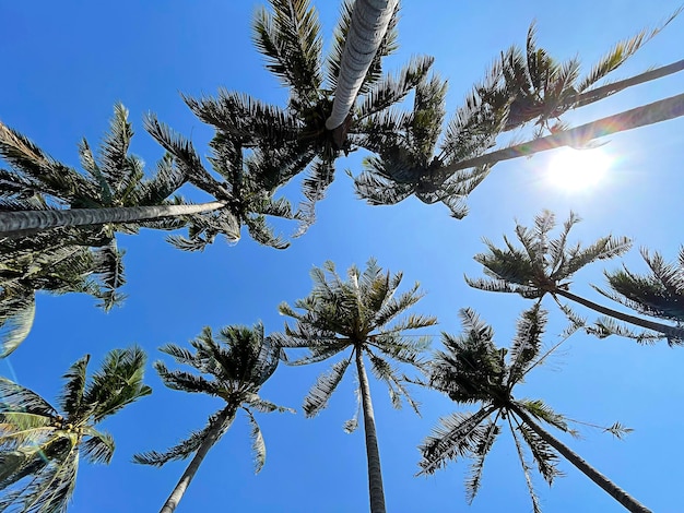 Under coconut tree with blue sky.