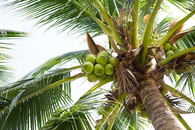 Coconut tree with bunches of coconut fruits