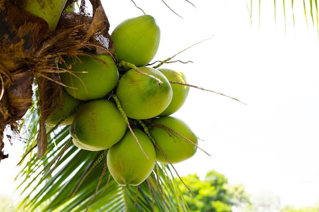 Coconut tree with bunches of coconut fruits