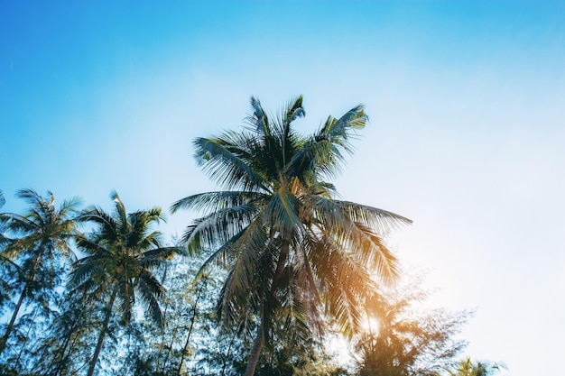 Coconut tree with the sunlight at sky