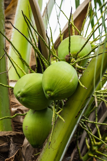 Coconut on tree