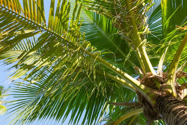 Coconut tree