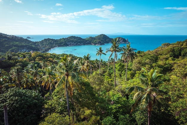 Coconut trees on the island and the sea on a summer morning from above