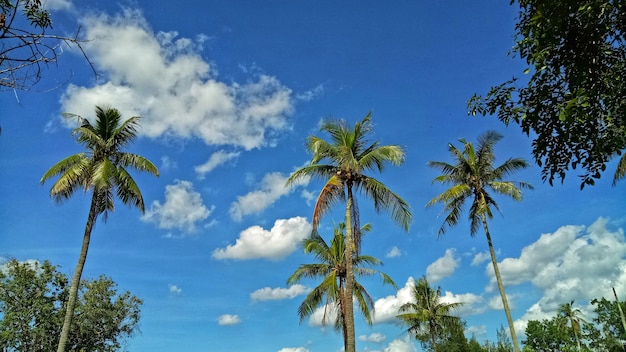  Coconut trees look beautiful.