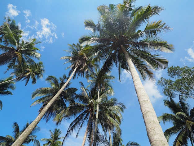 Coconut trees or Palm trees with clear blue sky background in summer. 