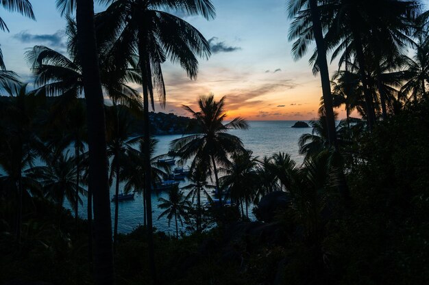 Coconut trees on tropical island in summer