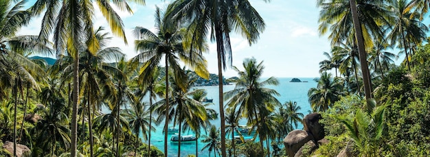 Coconut trees on tropical island in summer