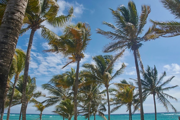 Coconut trees with leaves blowing in the wind 3