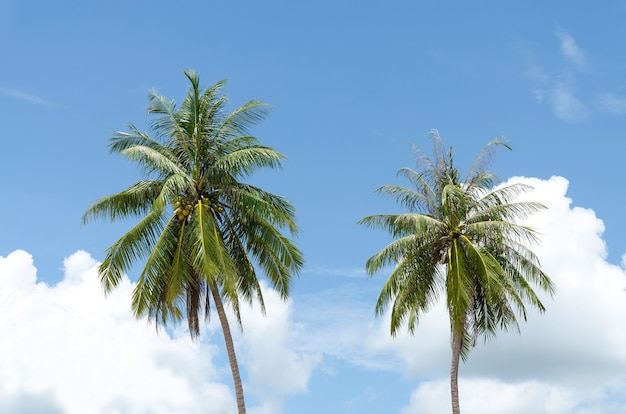 Coconut trees