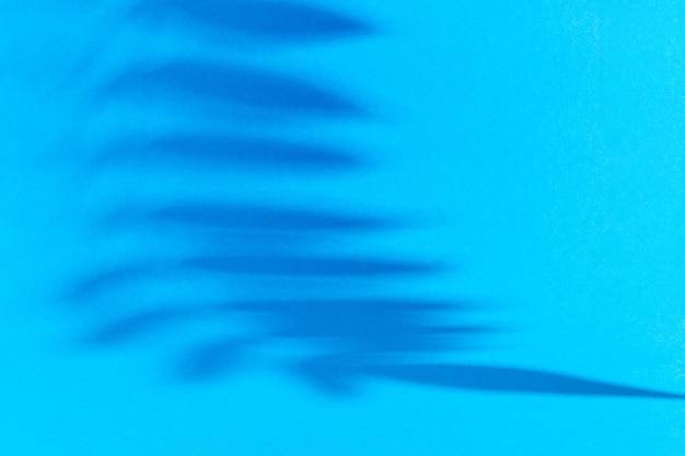 Coconut tropical palm leaf shadow on blue background