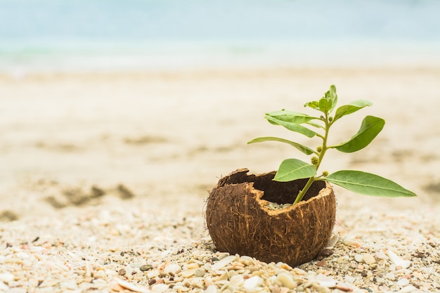 Coconut with a plant, life