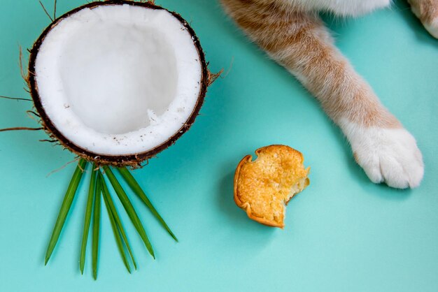 Coconut and yellow cat's paw on green background