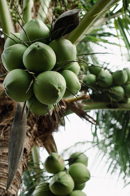 Coconuts are hanging on palm tree in exotic tropical country