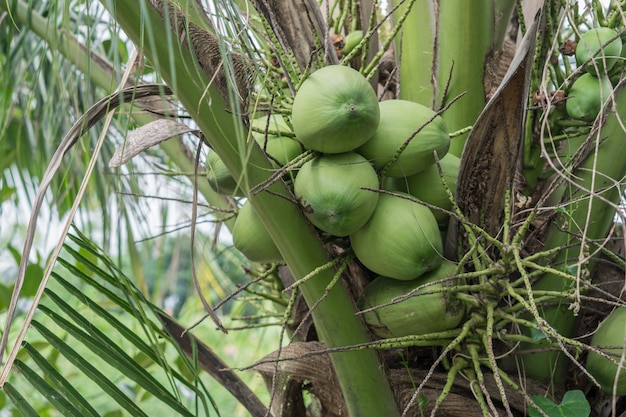 Coconuts cluster on coconut tree