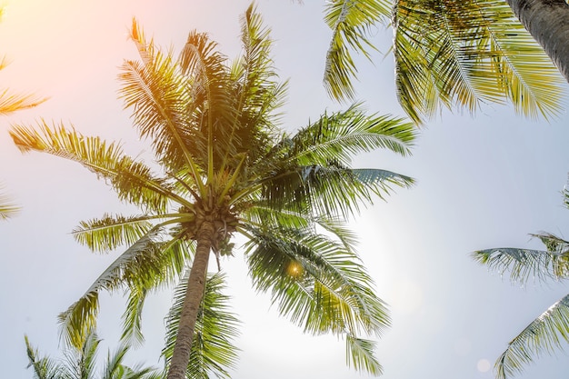 Coconuts grow on a tall palm tree Large green palm branches Fruits hang at top of trunk