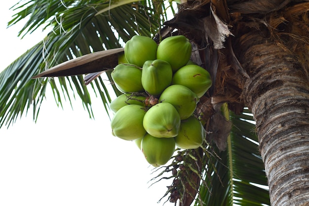 Coconuts growing in a palm tree in Vietnam