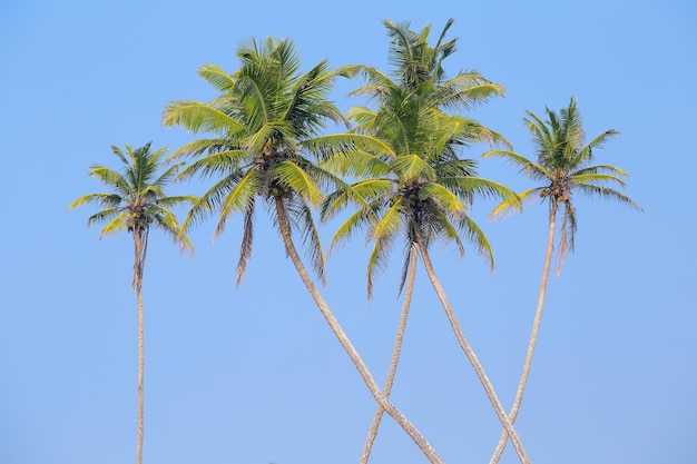 Coconuts palm tree perspective view from floor high up in Sri Lanka