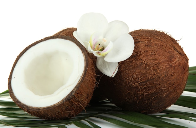 Coconuts with leaves and flower, isolated on white