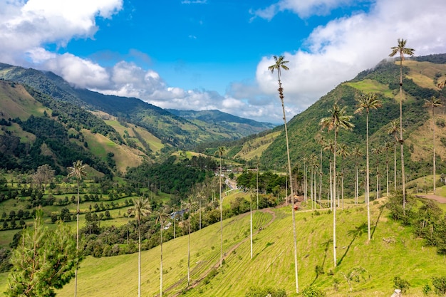 Cocora palm valley in Colombia in South America