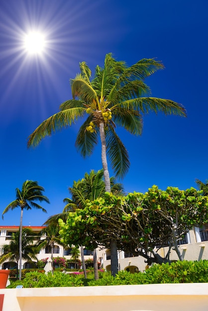 Cocos palm with cocos nuts in Playa del Carmen Mexico