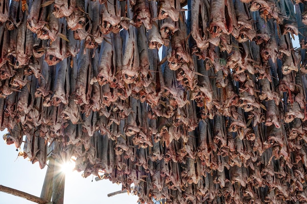 Cod fish headless drying on wooden racks