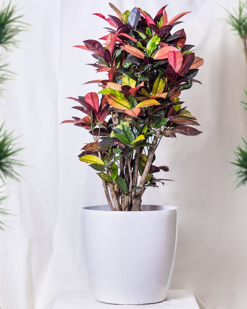 Codiaeum Iceton Croton in the white pot