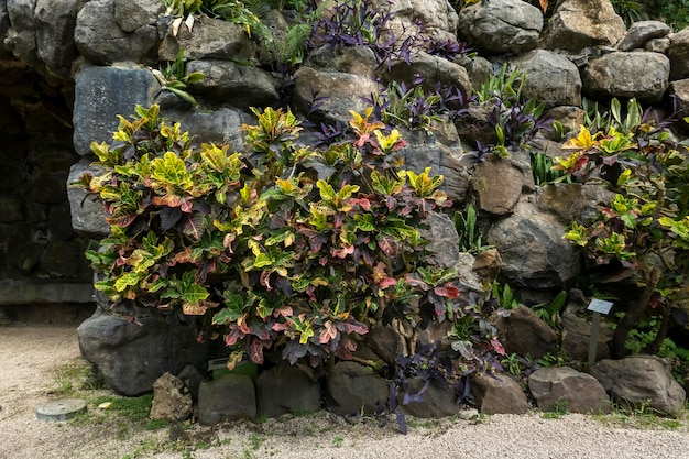 Codiaeum Variegatum plant