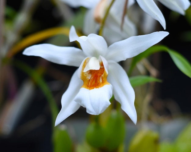 Coelogyne Mooreana flower vietnamese plant