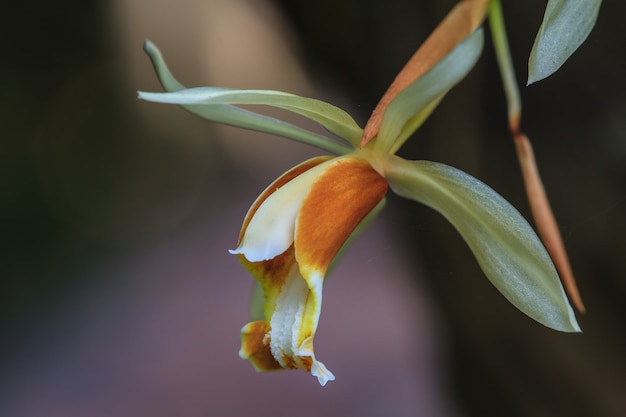 Coelogyne trinervis orchids