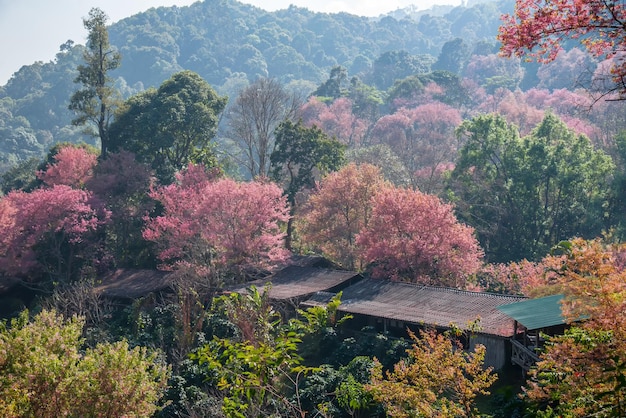 Coffe house of sakura at khun chang kian Chiangmai Thailand