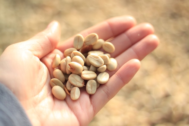 coffee bean in the hand