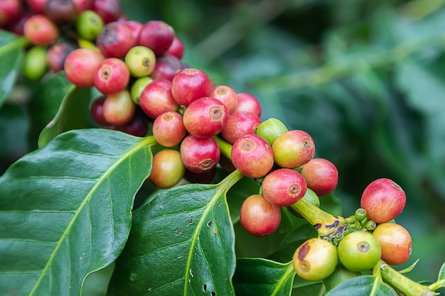 Coffee beans arabica on tree at the mountain in farm northern Thailand