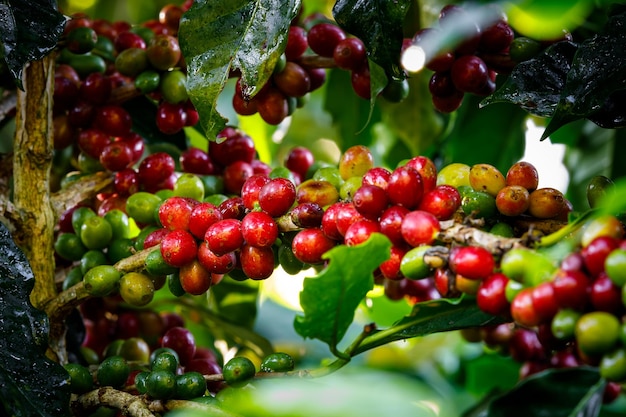 Coffee beans arabica on tree in North of thailandxA