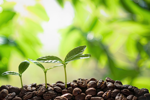 Coffee beans are sprouting from a pile of coffee beans.