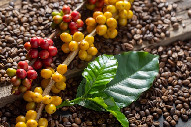 Coffee beans on coffee green leaves on wooden background Fresh coffee beans on wooden background