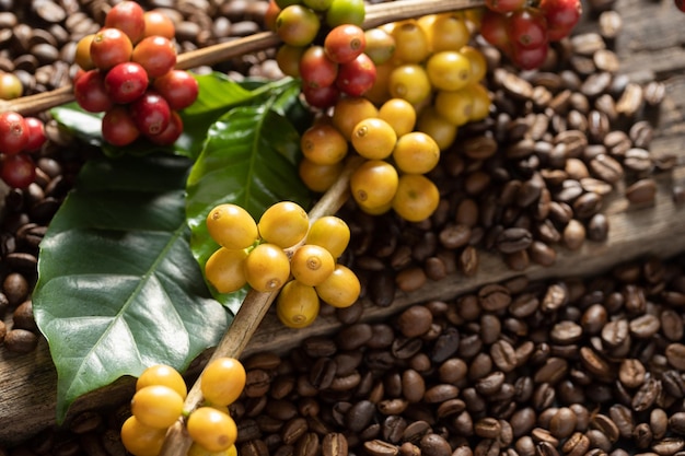 Coffee beans on coffee green leaves on wooden background Fresh coffee beans on wooden background