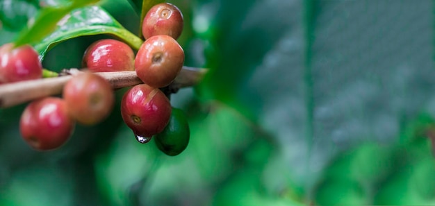 Coffee beans on coffee tree branch of a coffee tree with ripe fruits