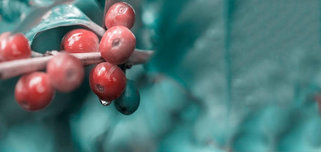 Coffee beans on coffee tree branch of a coffee tree with ripe fruits