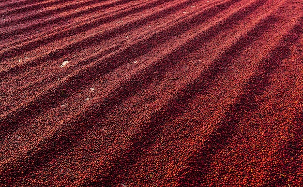 Coffee beans drying in the sun Coffee plantations at coffee farm