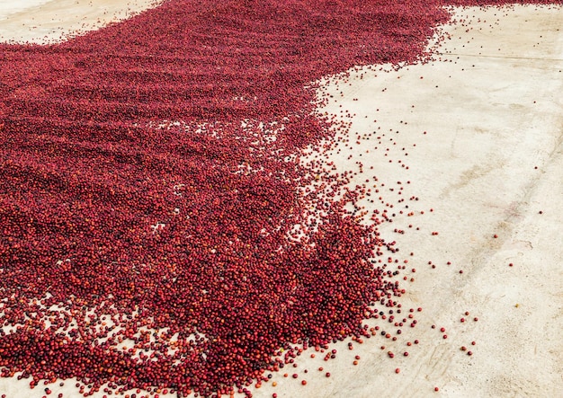 Coffee beans drying in the sun Coffee plantations at coffee farm